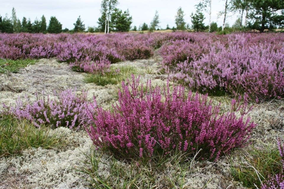 ������ �������� �������: ������� ����� � ���������