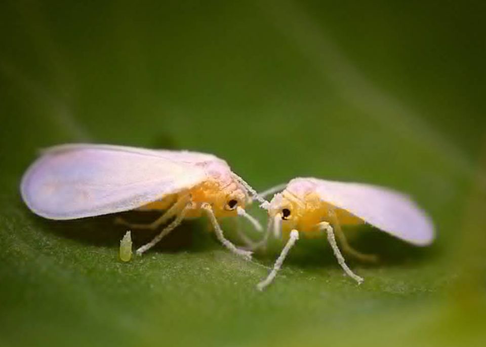 �� ������ ������: ��� ���������� �������� � ����������� � �������� � ��������