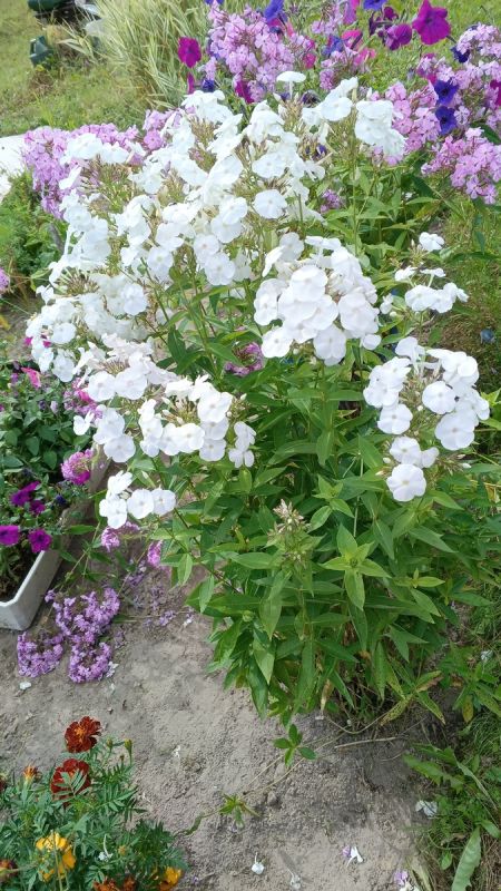 ��� ����� 30 ����� � ���� ����� �������� ���� ����� �� ������