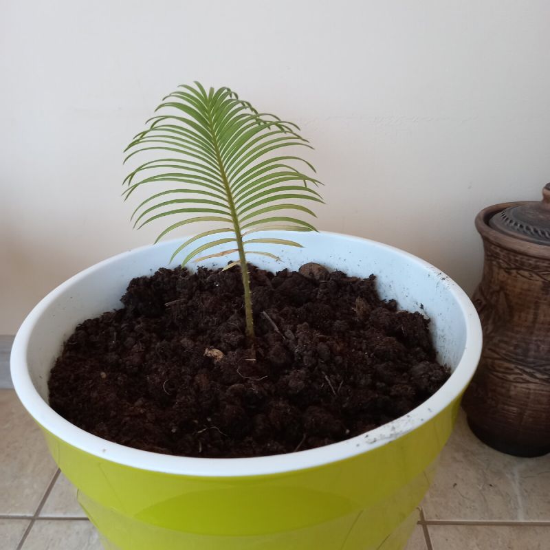 ��� �� ��������� �������������� ��������: ������ � ��������