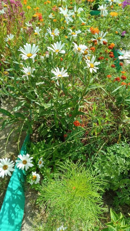 ��������� ������� �������� �����: ������� � �������������