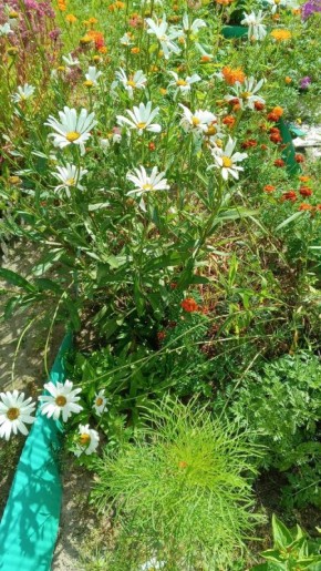 Неудачная блокада пяточной шпоры: надежды и разочарования