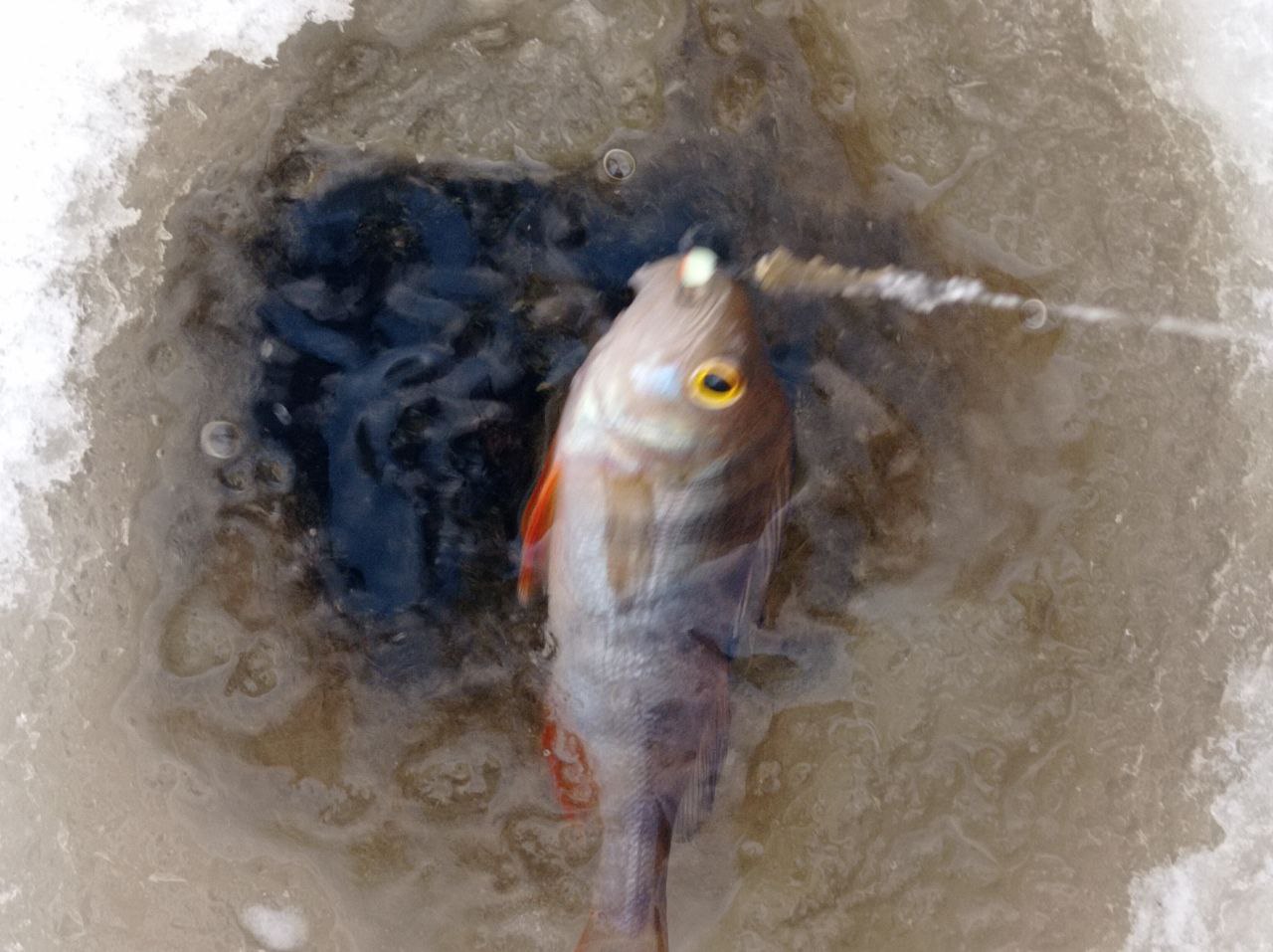 Максим Мартышин: Есть такая традиция, в наступающее Рождество съездить на рыбалку Максим Мартышин: Есть такая традиция, в наступающее Рождество съездить на рыбалку