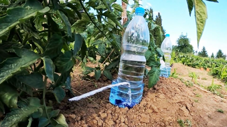 ������� ������� ������: ��������, ������� �������� ���� ����� �� �������