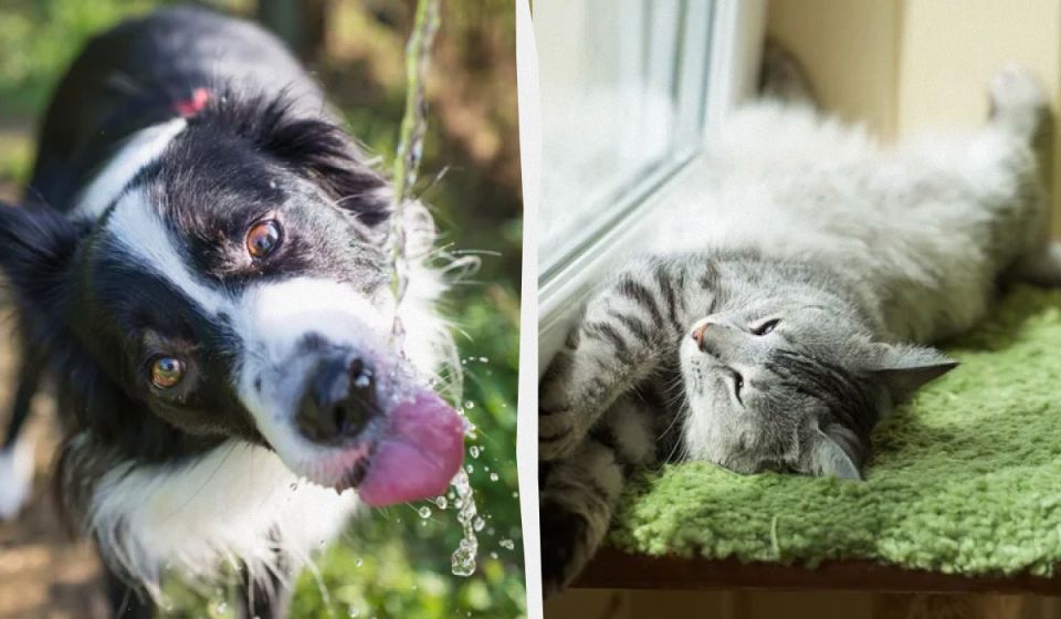 ��� ������ �������� ���������� � ������ �����: ����������� ������