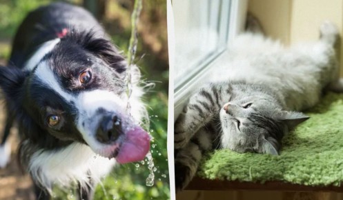 ��� ������ �������� ���������� � ������ �����: ����������� ������