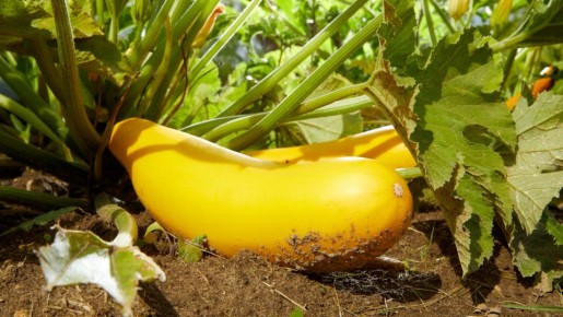 ����� ����� ������� ������� ���� ��������� ���������: ��� ����� ����� �� ������