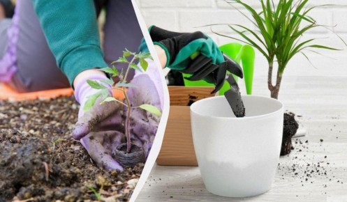 Посевной календарь на декабрь: что можно сеять до Нового года