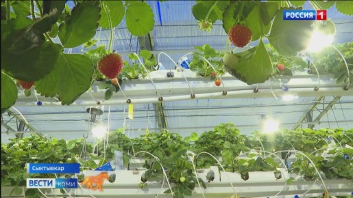 За окном – мороз, а в теплицах столичного сельхозпредприятия – настоящее лето!