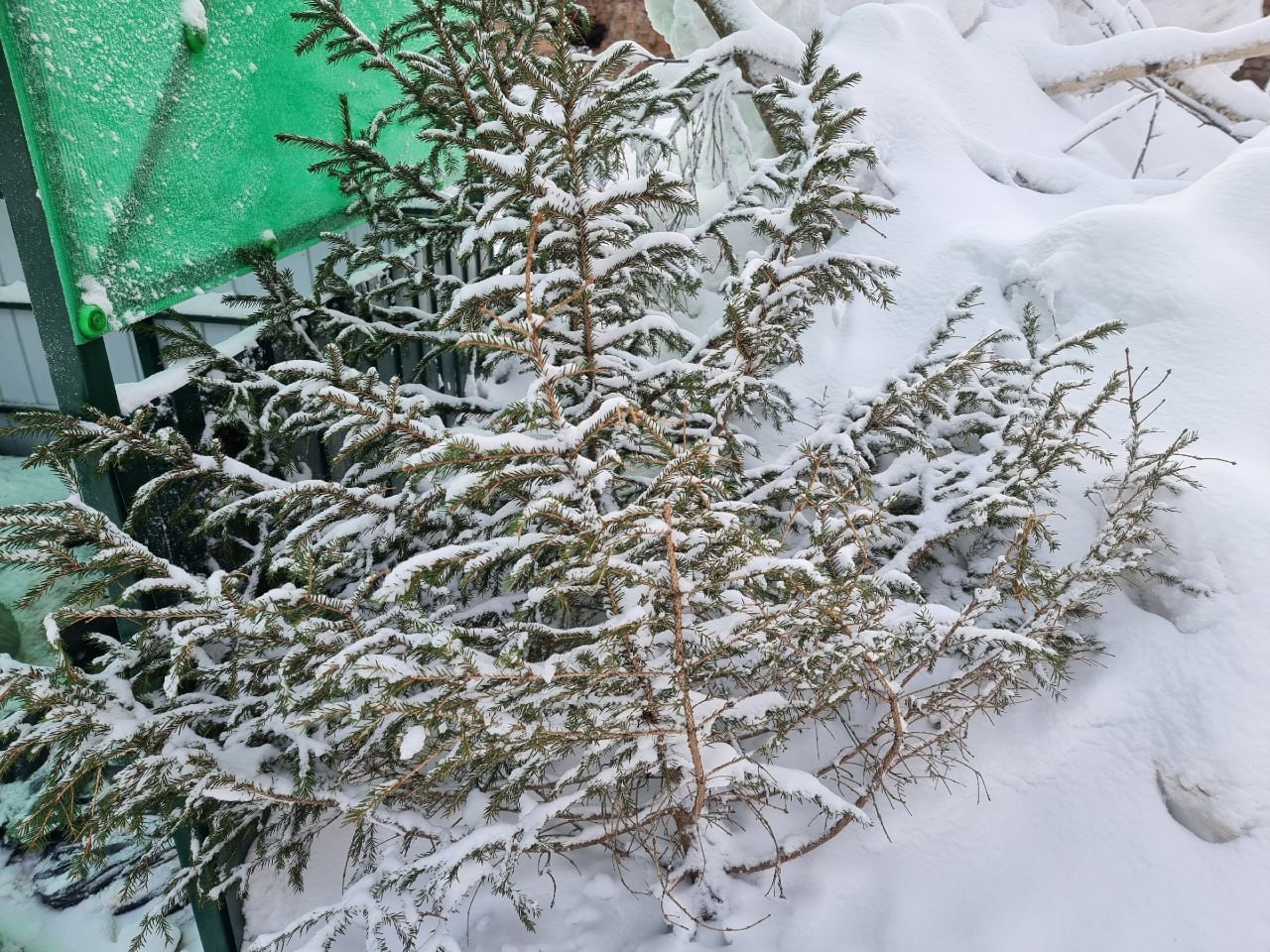 В Ухте и Сосногорске можно сдать новогодние ёлки и подарить им вторую жизнь