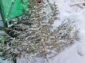 В Ухте и Сосногорске можно сдать новогодние ёлки и подарить им вторую жизнь