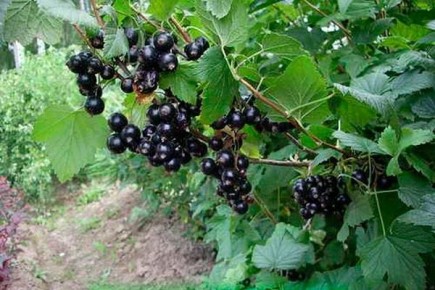 ��������� �����������: ������� ����������� ������������������� ������