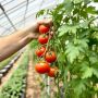 Эффективная подвязка для тепличных помидоров: ключ к богатому урожаю