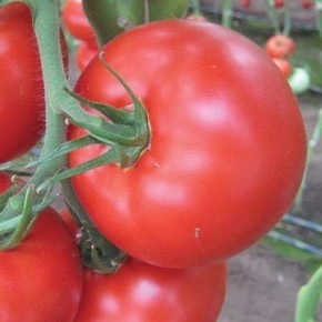 ����� �������: ������� �������� ������ ��� ������ �������