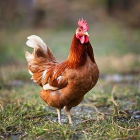 ������� �����: ������� ������������� ����� �������������� ��������� ��� ������ �������