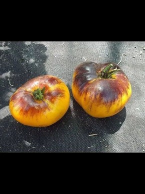 ����� �������� �����-������: ���������� ������� � ������ ������