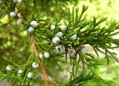 ������� ���������� ������� �������� ����� � �����