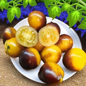 ����� ����� ����� �����: ���������� ���� � ����, ������� ��������� ��������