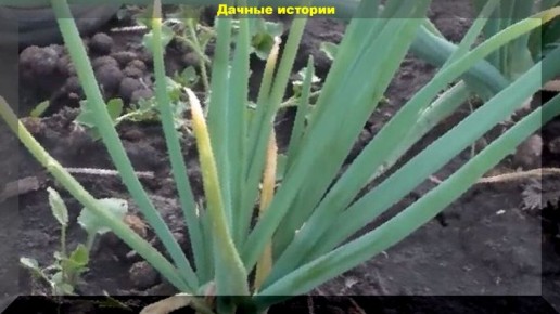 луковый скрытнохоботник: истинный враг вашего урожая