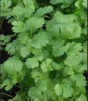 ����� � �������� ��������: ��� ������� � ���������