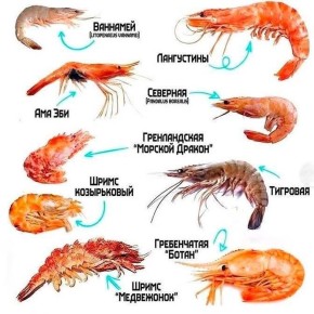 Креветки: секреты выбора и приготовления любимого деликатеса