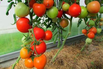 ������ �����: ��� ��������� ��������� ������