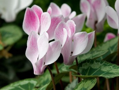 ��������� �� �������: ��� �������� �������� �� ������ �������