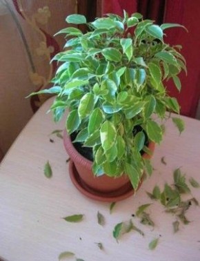 ��� ������ ����� ����������: �������� ������� ������ � ��������� �������