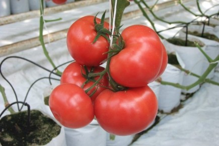 ����� ����: ������ ������ ������� ������ ��� ����� �������