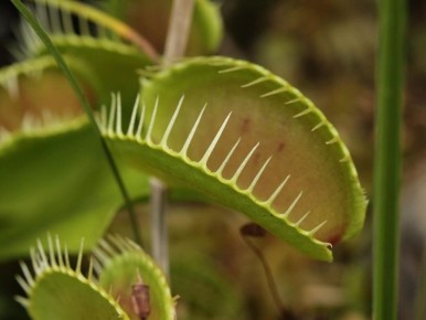 Как ухаживать за Венериной мухоловкой: простое руководство по рационам и зимовке