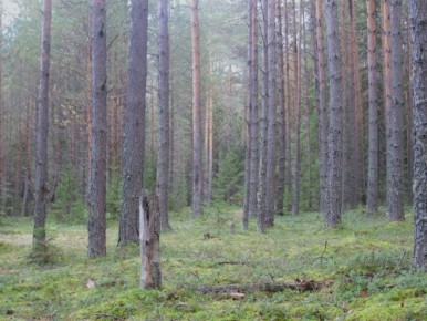 Тайны плауна булавовидного: зеленый лесной житель с важной миссией
