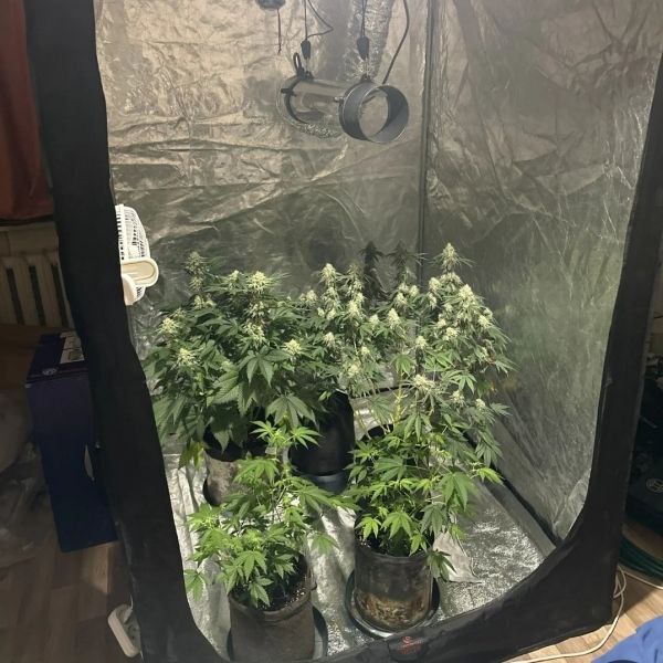 В Ухте полицейские ликвидировали домашнюю мини-ферму по выращиванию конопли и наркосодержащих грибов В Ухте полицейские ликвидировали домашнюю мини-ферму по выращиванию конопли и наркосодержащих грибов