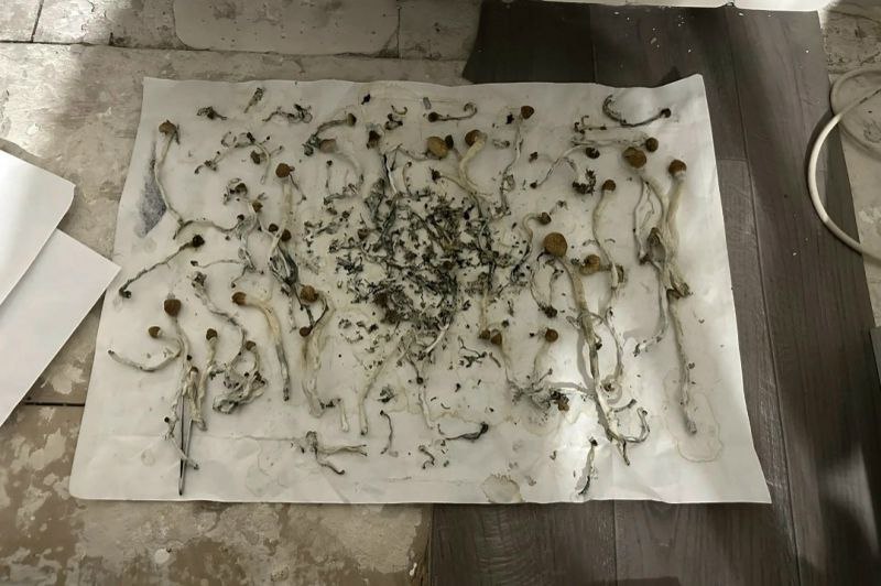 В Ухте полицейские ликвидировали домашнюю мини-ферму по выращиванию конопли и наркосодержащих грибов В Ухте полицейские ликвидировали домашнюю мини-ферму по выращиванию конопли и наркосодержащих грибов