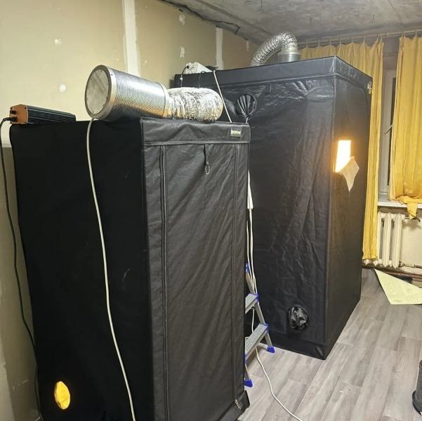 В Ухте полицейские ликвидировали домашнюю мини-ферму по выращиванию конопли и наркосодержащих грибов