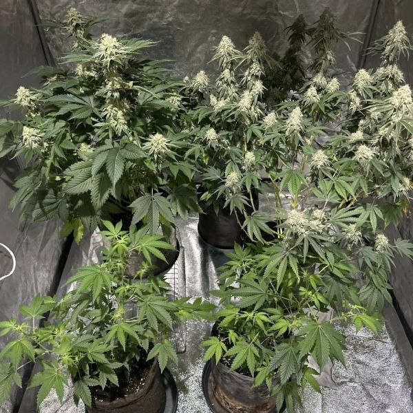 В Ухте полицейские ликвидировали домашнюю мини-ферму по выращиванию конопли и наркосодержащих грибов В Ухте полицейские ликвидировали домашнюю мини-ферму по выращиванию конопли и наркосодержащих грибов