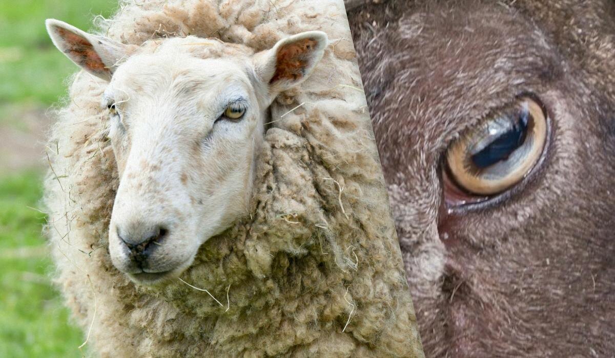 Почему у овец прямоугольные зрачки — секрет панорамного зрения и спасения от хищников