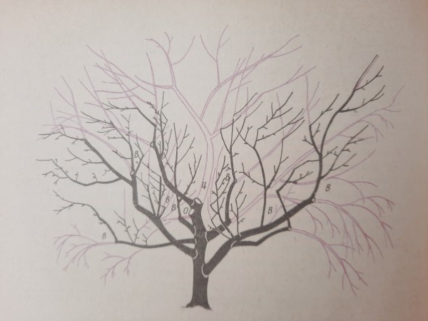 Старая яблоня как новая: как омолодить дерево без ошибок