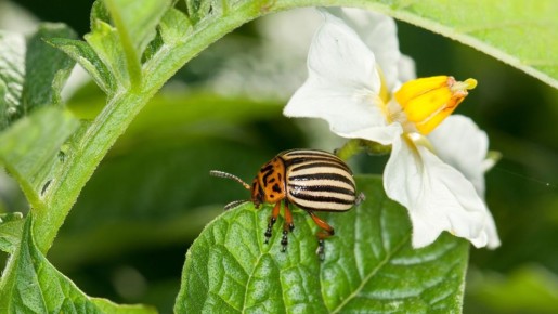 ������ ��� ��������� �����: ��� ���������� �������� �� ����������� ����� �� ������