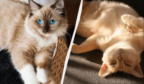 ����������� ���������: ���-10 ����� �������� �������� �����