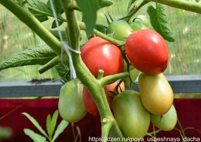 ����� '���������': ������� �� ������� � ����������