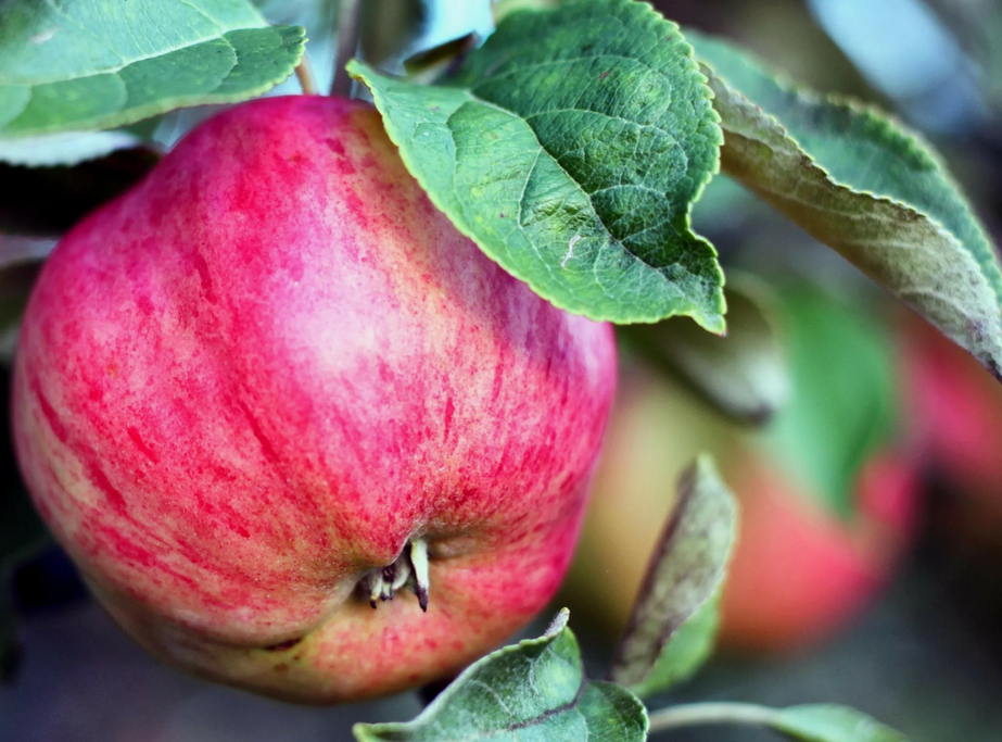 Как увеличить урожай яблок: секреты успешной подкормки деревьев