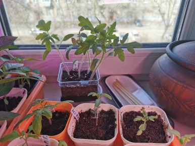 ��� ������ ������������ ������� ��������� �� ������