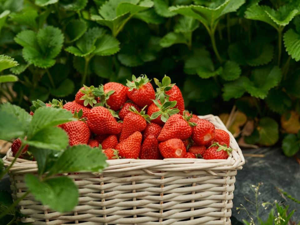 ������ � ��������: ������, ����������� ������ � ������