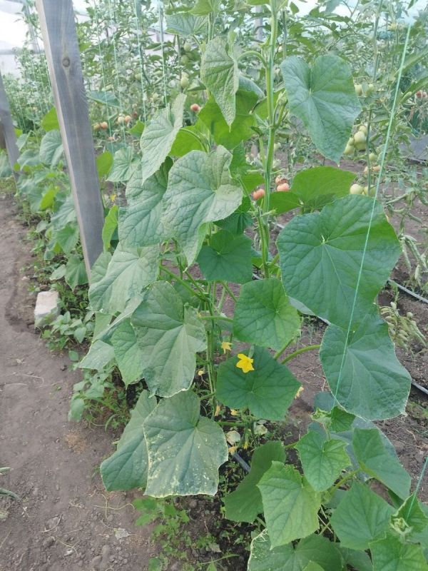 ��� ������� ������: ������� ����� ��������, ����������� �� ��������