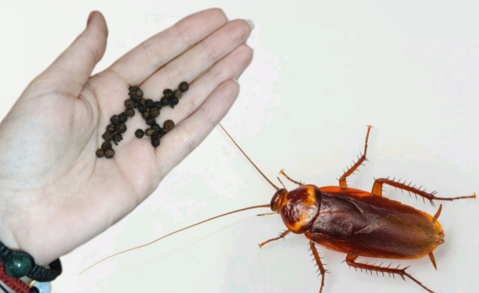 ��� �������� ������������ � ���������� � ����� ����