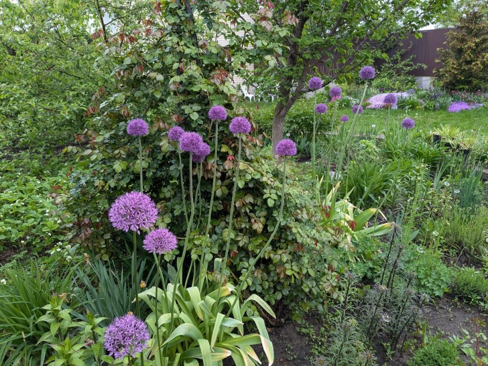 ��������� ��������: ���������, ������� ����������� �� ���������� ������������ � ����