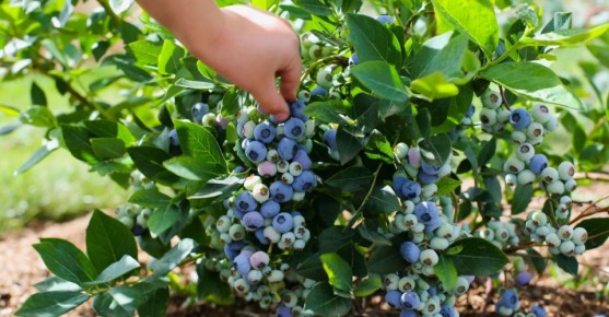 Уход за голубикой в жаркие месяцы: секреты для отличного урожая