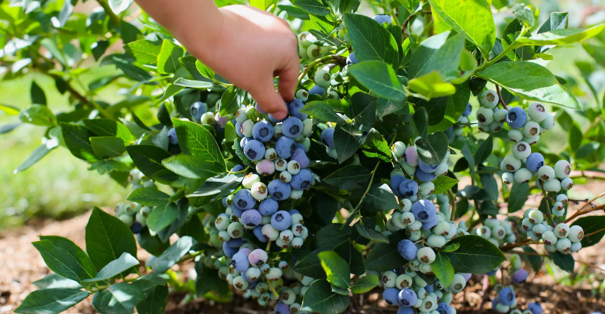 Уход за голубикой в жаркие месяцы: секреты для отличного урожая