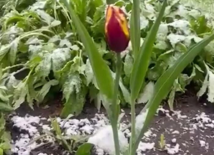 ������ ������ ����: ������ �� ����� �� �������