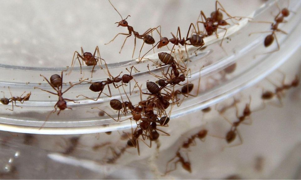 ��� ������������: ������������ �������� � ����� ������� ������� � ���������� �������